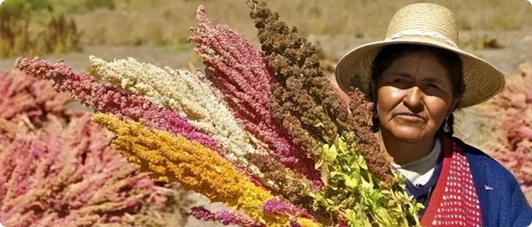 蛋白质含量比鸡蛋高、膳食纤维比燕麦高，还对糖尿病患者十分友好