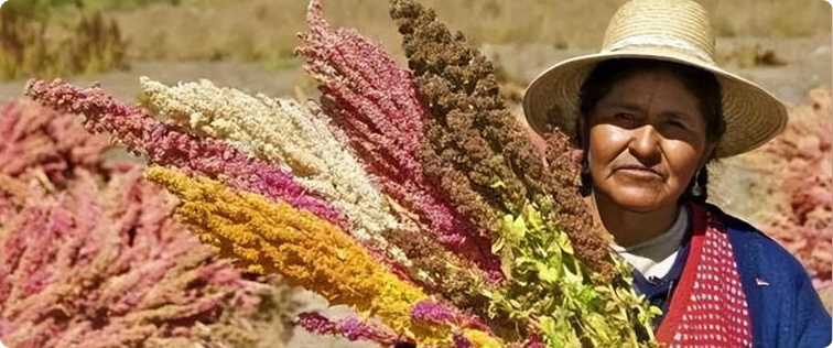 蛋白质含量比鸡蛋高、膳食纤维比燕麦高，还对糖尿病患者十分友好