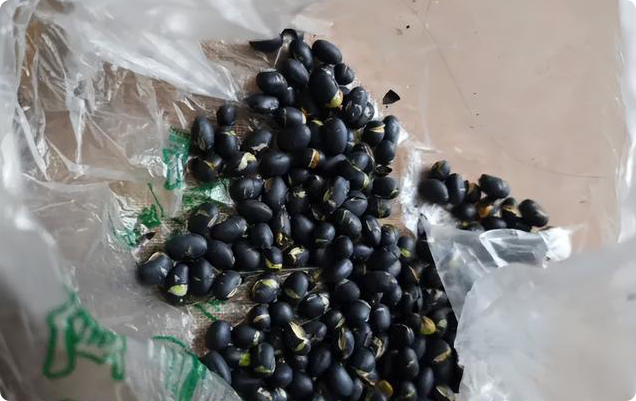 黑豆又一次获肯定！糖尿病人若常吃黑豆，4种代谢问题有大改变