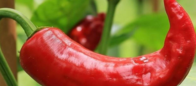 吃辣椒对糖尿病大有好处，吃干辣椒好还是鲜辣椒好？