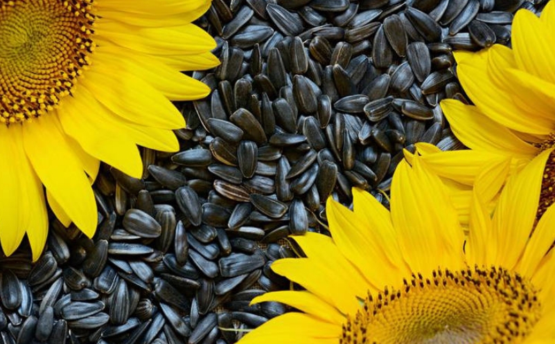 医生发现：糖尿病人若经常吃葵花籽，不到半年，血糖水平或有改善